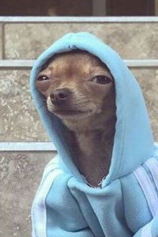 Rizz Dog