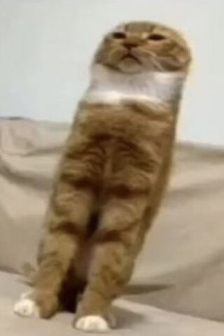 The Curious Cat Stand 🐾