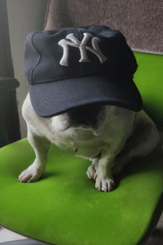 Stylish Pup in a Cap 🐶🧢
