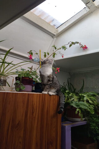 Curious Cat Enjoying th..