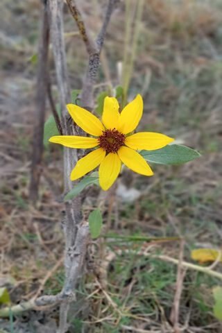 Sun Flower