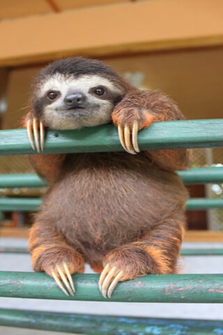 Chill Vibes: The Adorable Sloth 🦥✨