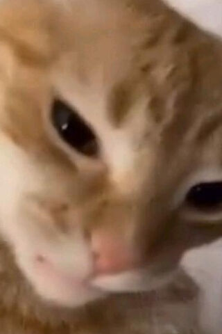 Curious Cat 🐱✨