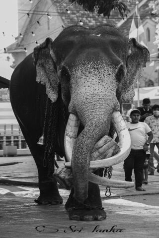 Majestic Elephant in Sri Lanka 🐘✨