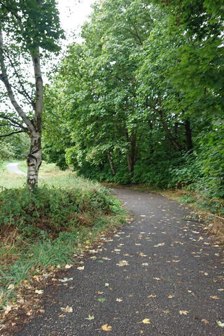 Serene Pathway Through ..