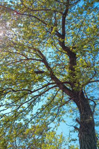 Majestic Tree Under a C..