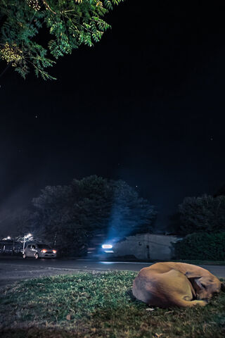 Peaceful Night: A Dog's..