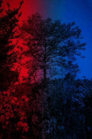 Nature's Colorful Contr..