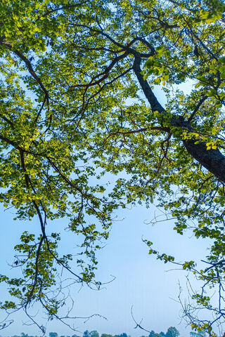 A Canopy of Green 🌳✨