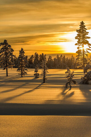 Golden Winter Wonderland 🌅❄️
