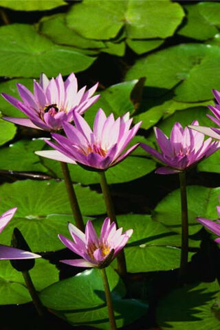 Water Lillies