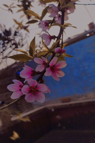 Blossoms of Serenity 🌸✨