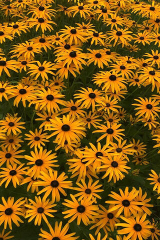 Bright Blooms of Summer 🌼✨