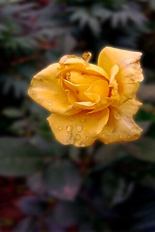 Yellow Rose