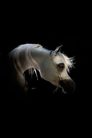 Majestic Arabian Beauty 🐴✨