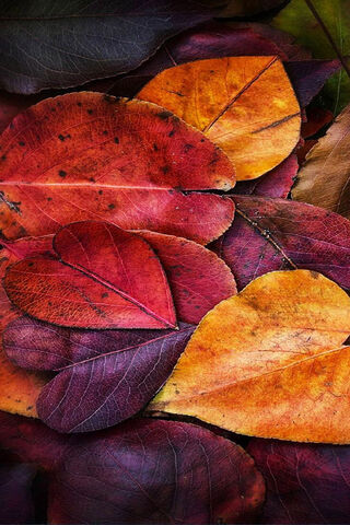 Autumn