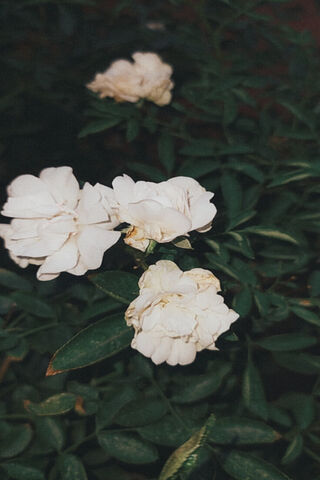 Delicate White Blooms 🌼✨