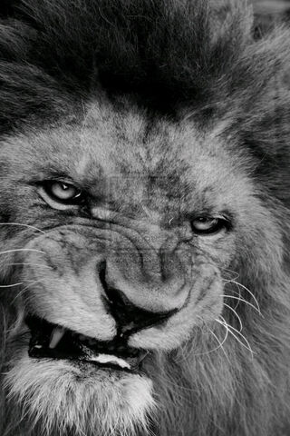 Fierce Majesty 🦁
