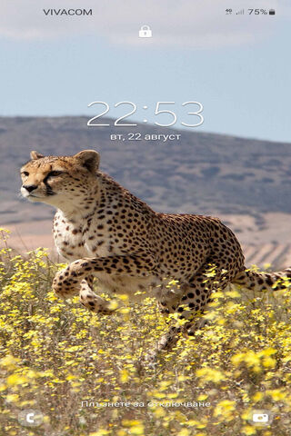 Graceful Cheetah in Mot..