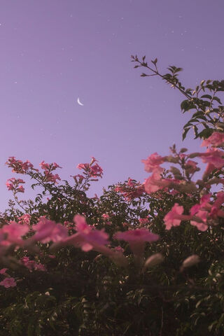 Moonlit Blossoms 🌙🌸