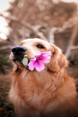 Golden Pup with a Flowe..