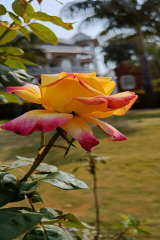 Beautiful Yellow and Pi..
