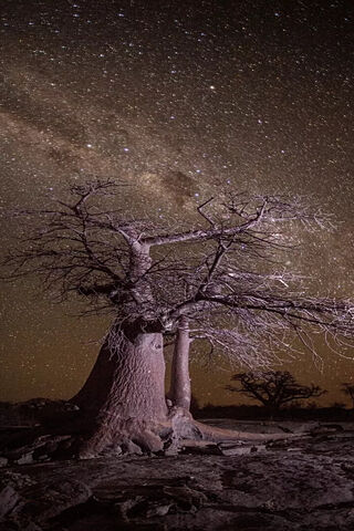 Starry Night with Baobabs 🌌🌳