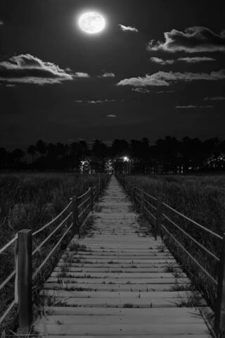 Moonlit Pathway