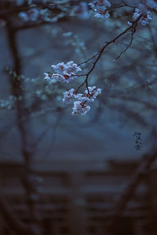 Serene Blossoms in Twil..