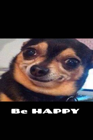 Smiling Chihuahua 🐶✨