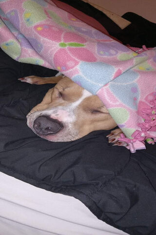 Cozy Canine Nap Time 💤🐶