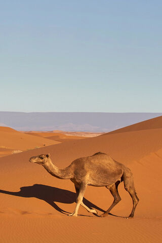 #Beautiful Camel#