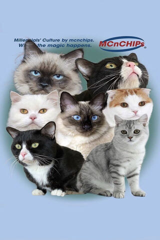 Feline Friends Unite! 🐾