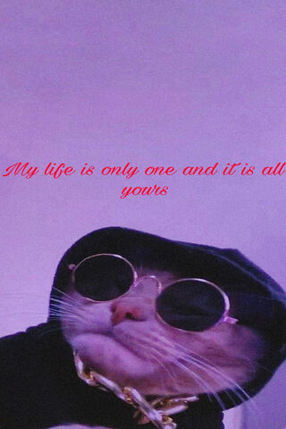 Cool Cat Vibes 😎🐾