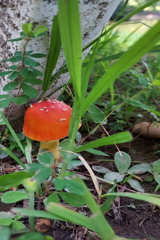 Cute Mushroom
