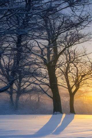 Winter's Embrace ❄️🌅