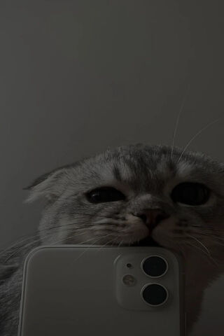 Cat Reflection