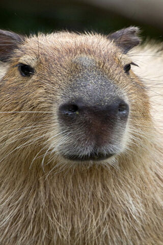 Meet the Capybara! 🐾