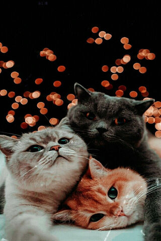 Cozy Cat Cuddle 🐾✨
