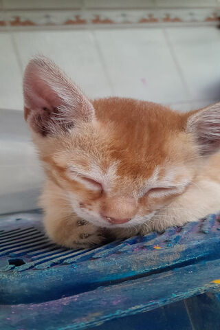 Cat Lover