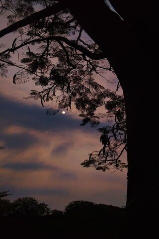 Moonlit Serenity 🌙🌳