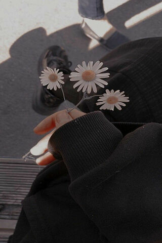 Simple Beauty of Daisies