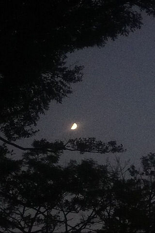 Moonlit Serenity 🌙✨