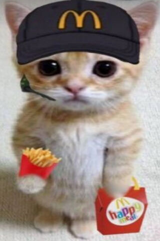 El Gato :0