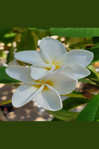 Blossoms of Serenity 🌼✨