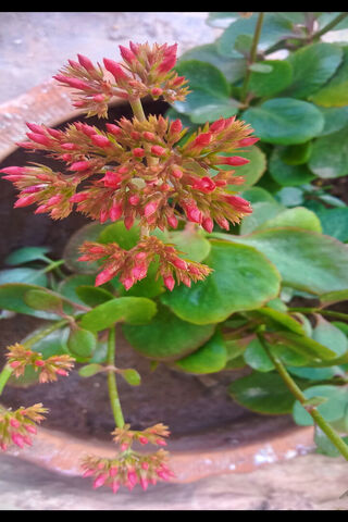 Vibrant Blossoms 🌸🌿