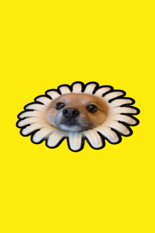 Pawesome Daisy 🌼🐶
