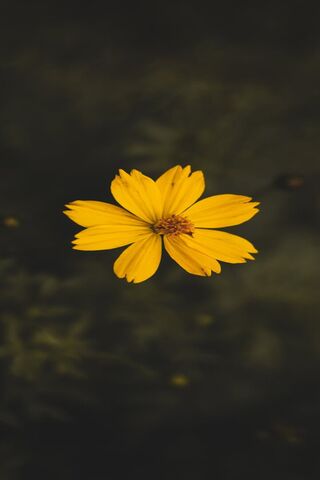 Bright Yellow Blossom 🌼