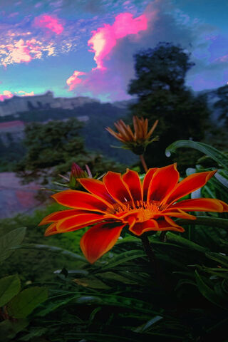 Sunset Blooms: Nature's..