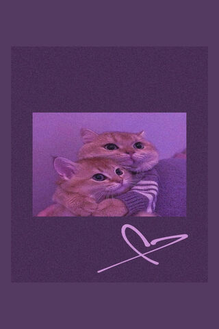 Cozy Cat Companions